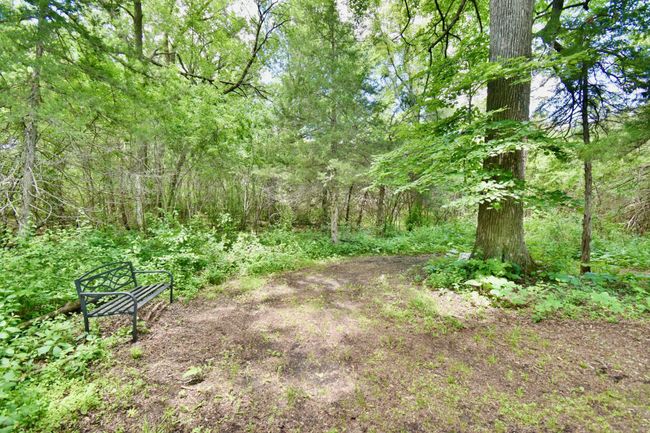 Woods | Image 32