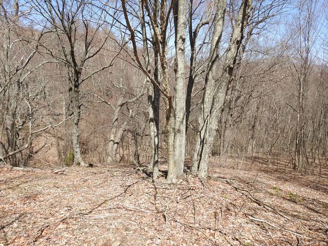 984 Cloverdale Rd, House other with 4 bedrooms, 1 bathrooms and null parking in Independence VA | Image 45