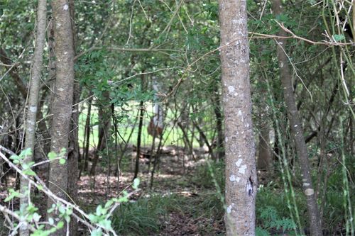 000 Running Deer, Grapeland, TX, 75844 | Card Image