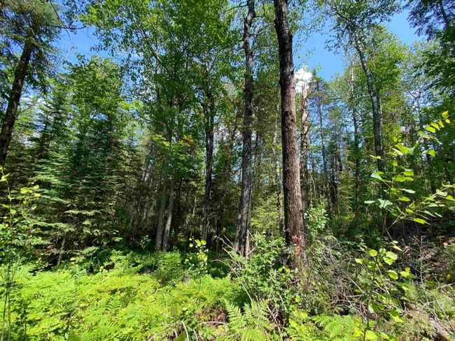 57 Munger Shaw Rd, Home with 0 bedrooms, 0 bathrooms and null parking in Saginaw MN | Image 19