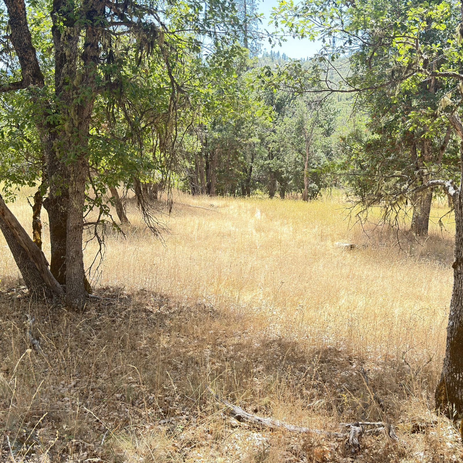 Land in Hayfork 3