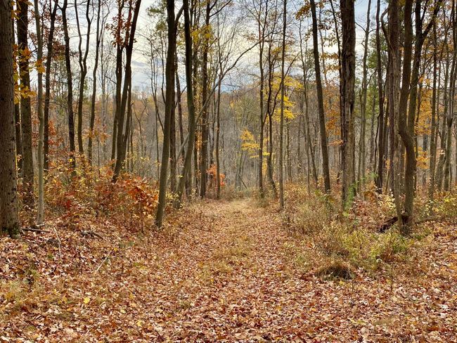 *Leads to cabin | Image 15
