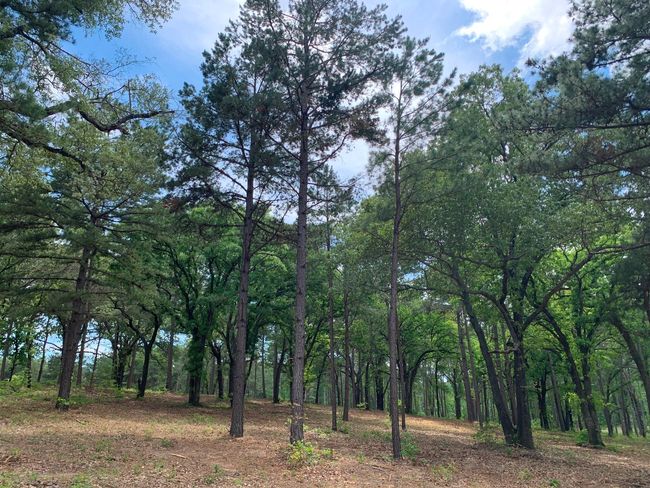 3200 Shadow Pine Dr, Home with 0 bedrooms, 0 bathrooms and null parking in LaRue TX | Image 10