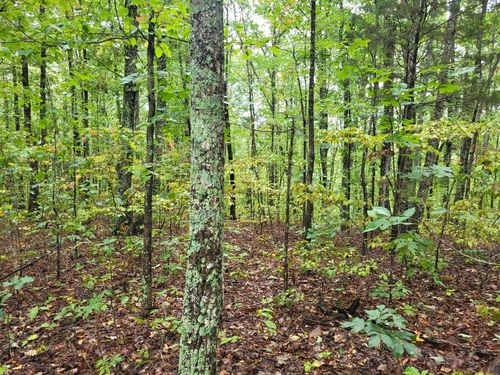 1 Peachwood Ln, Holladay, TN, 38341 | Card Image