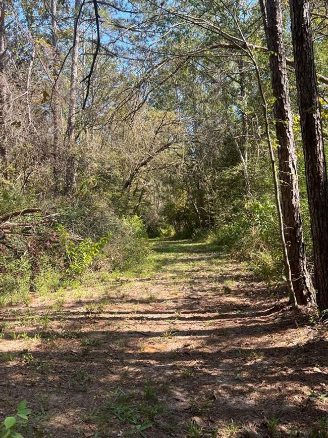 18157 State Highway 87 S, Home with 2 bedrooms, 1 bathrooms and 1 parking in Call TX | Image 36