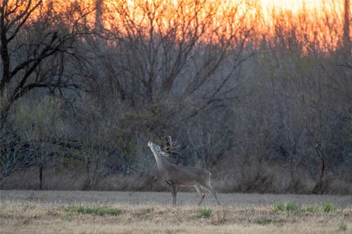 0 Las Brisas Rd, Rio Grande City, TX, 78582 | Card Image