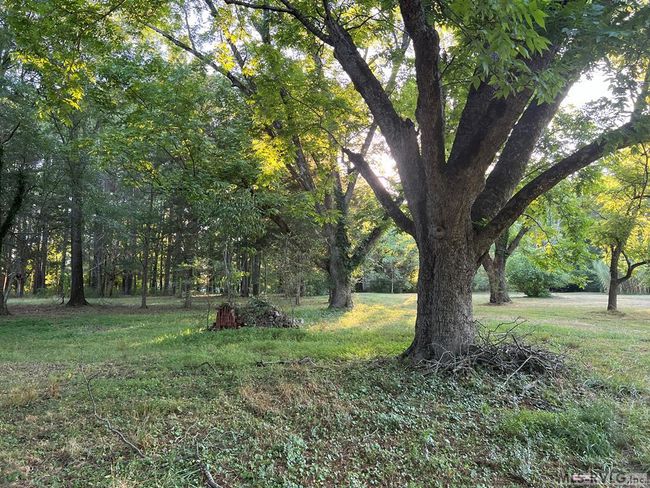 Mature pecan trees | Image 55