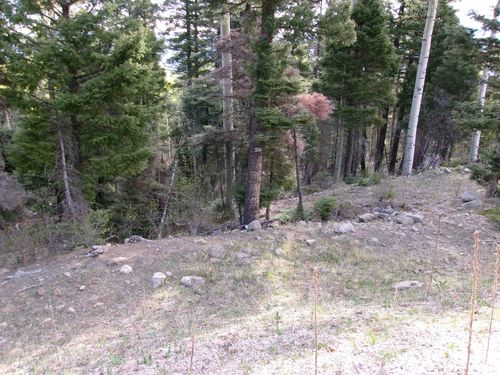 60 Brazos Dr, Angel Fire, NM, 87710 | Card Image