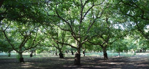 7414 Dillard Road, Sloughhouse, CA, 95683 | Card Image