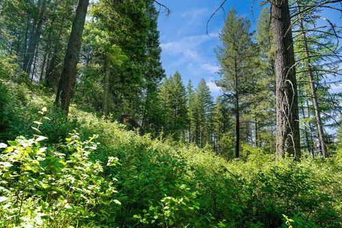643 Saddlehorn Trl, Bigfork, MT, 59911 | Card Image