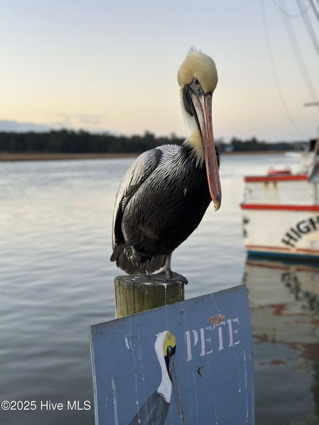 Calabash River - Pete the Pelican | Image 29