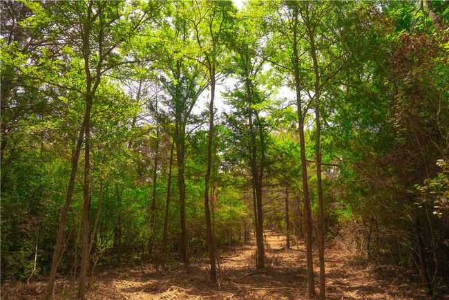 View of wooded area | Image 4