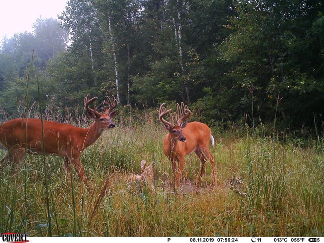 Buck Pair | Image 43