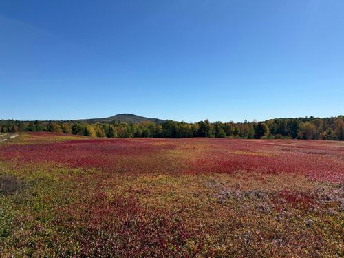 MAP31LOT29 Land-Perkins, Blue Hill, ME, 04614 | Card Image