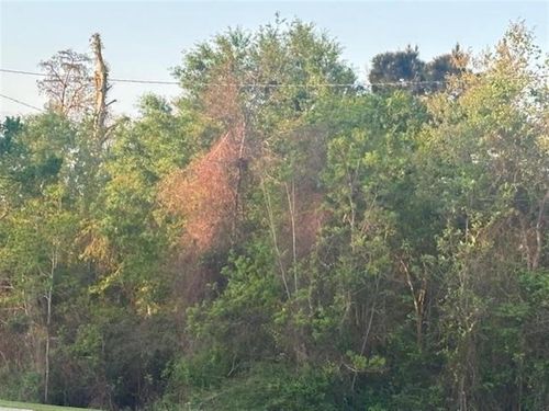 0 Big Woods Edgerly Rd, Vinton, LA, 70668 | Card Image