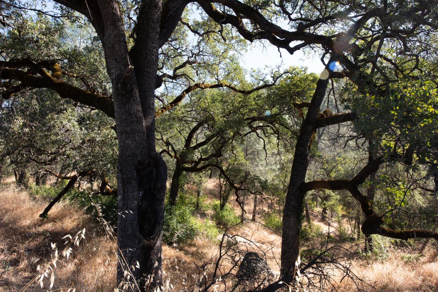Land in Placerville 2
