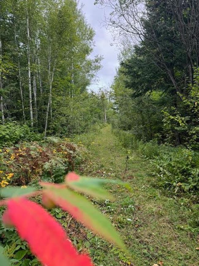 walking trail thru land 3.jpg | Image 25