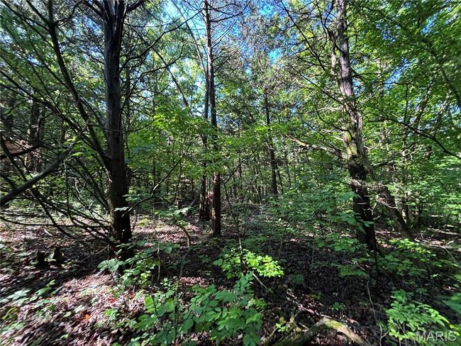 View of local wilderness | Image 23