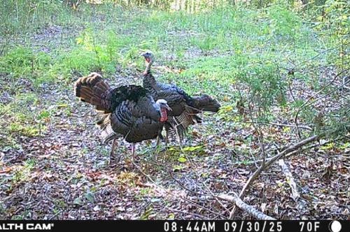 0 Downing Hollow Rd, Waynesboro, TN, 38485 | Card Image