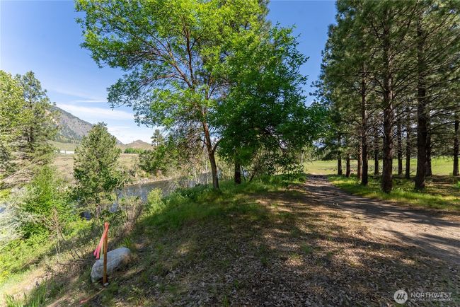Southern property line is in a stand of mature pines providing a privacy screen. | Image 17