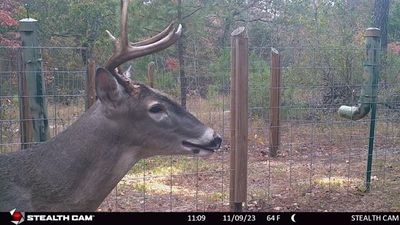 Deer feeder brings BIG BUCKS to the property! | Image 1