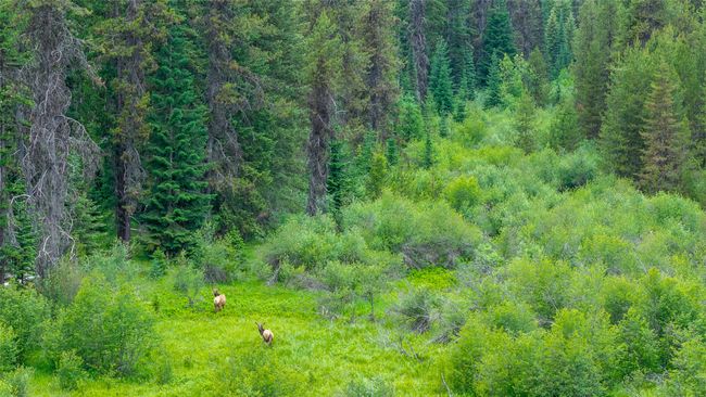 View of woods | Image 17