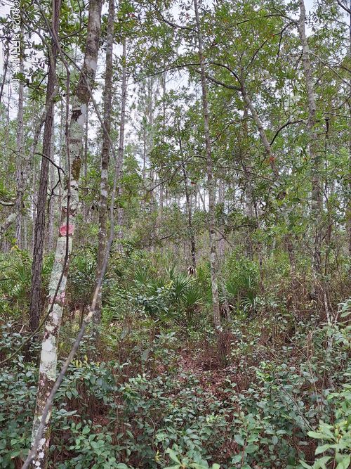 0 E Don Quixote St, Palatka, FL, 32177 | Card Image