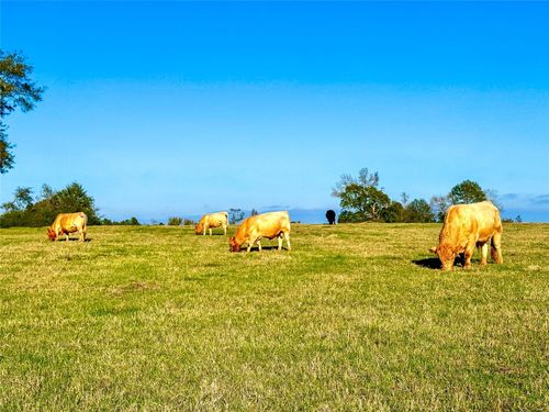 0000 Texas Forest Trl, San Augustine, TX, 75972 | Card Image