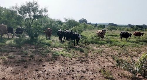 122 Pr 2562, Santa Anna, TX, 76878 | Card Image