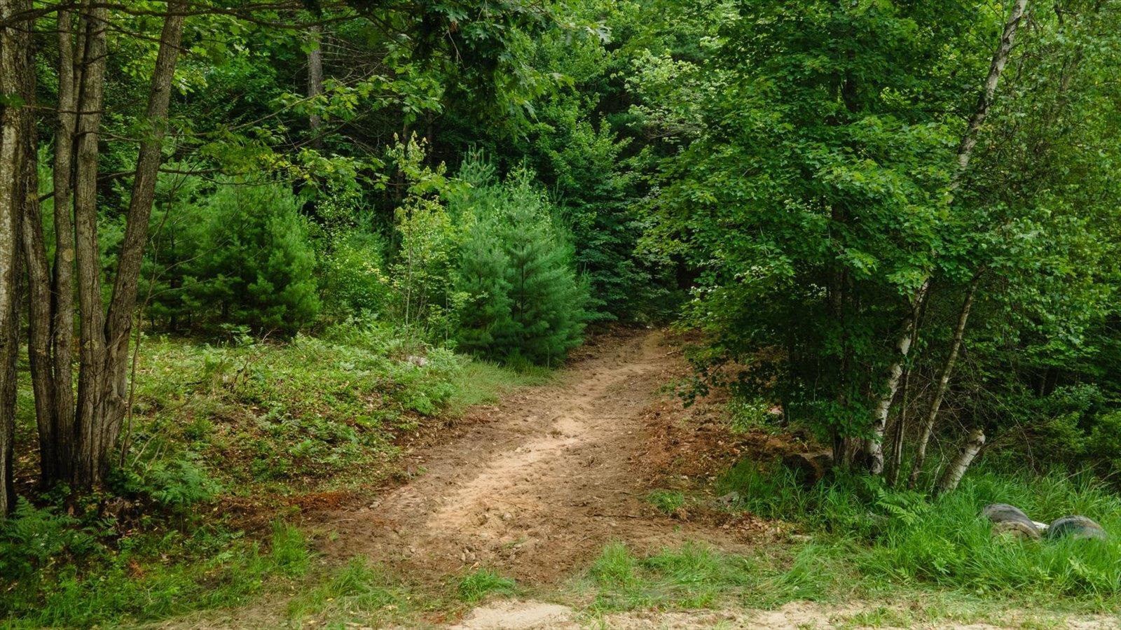 Land in New Ipswich 2