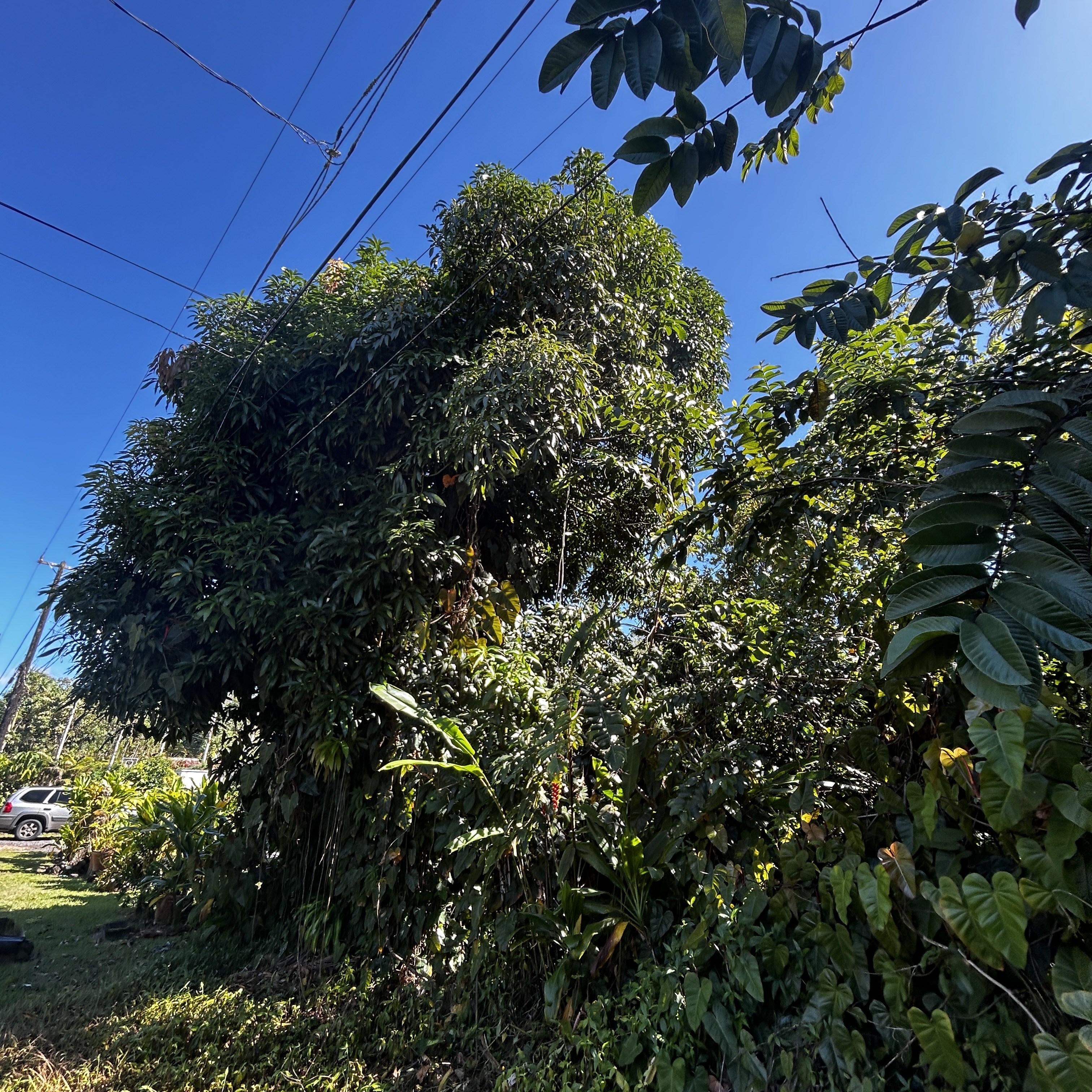 Land in Pahoa