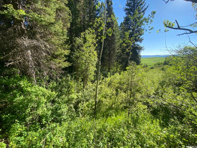 View of local wilderness | Image 17