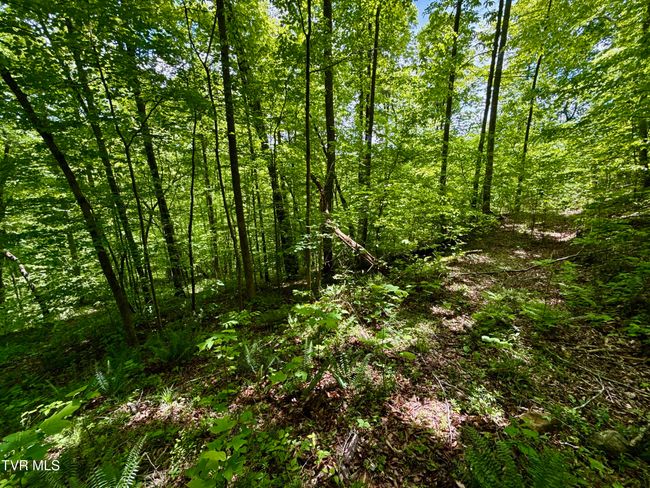 47 Tbd Enoch Rd, Home with 0 bedrooms, 0 bathrooms and null parking in Eidson TN | Image 22