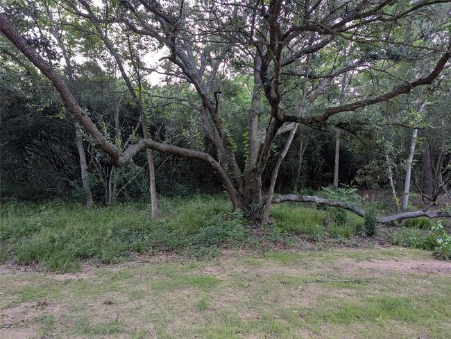 Live Oak at small clearing. | Image 14