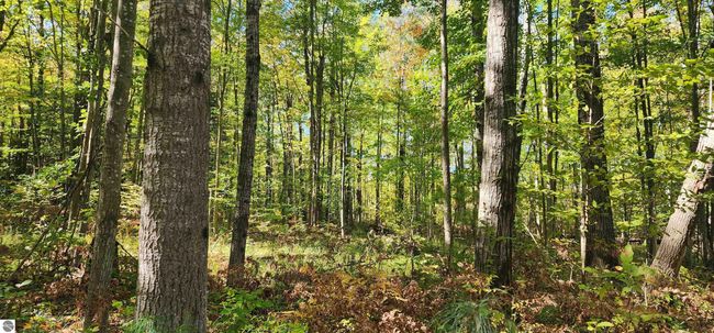 40 Acres Truesdale Road, Home with 0 bedrooms, 0 bathrooms and null parking in Manton MI | Image 17