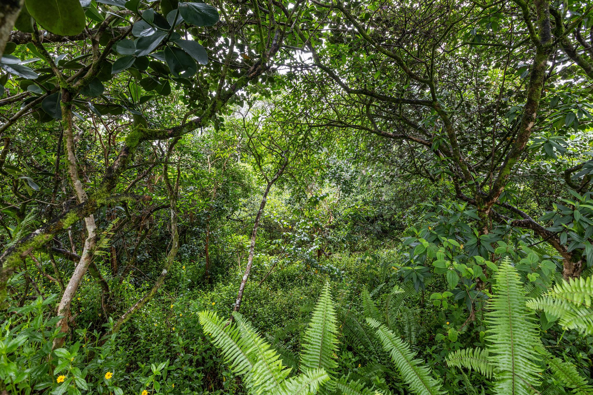 Land in Keaau