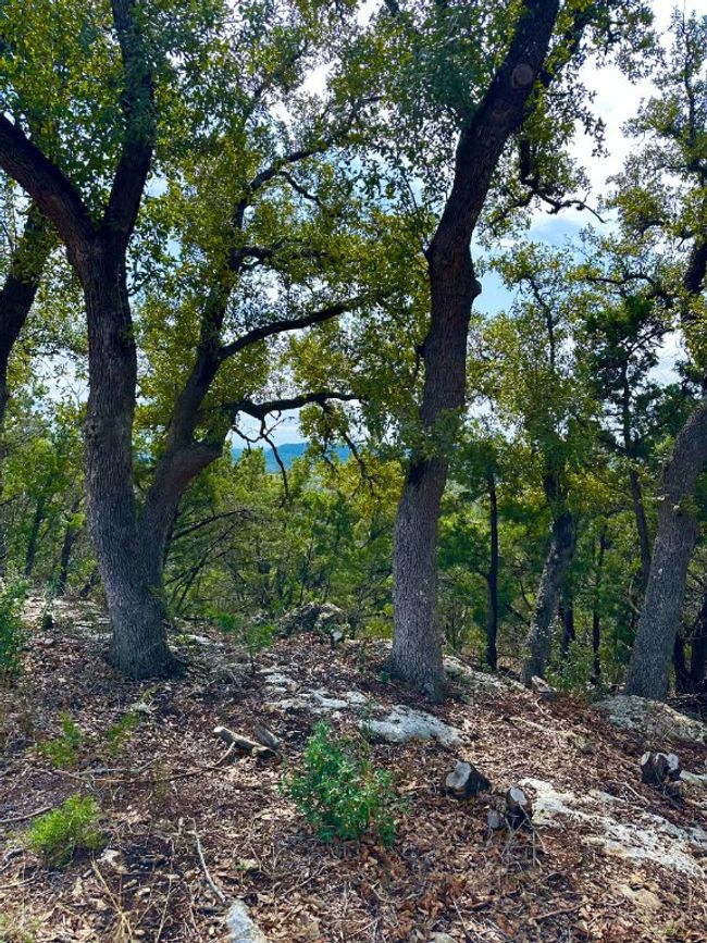 View of local wilderness | Image 5