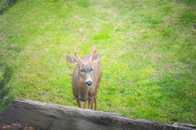 One of the many visitors that stop by every once in awhile on their way to the park. | Image 2