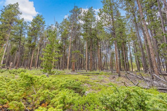 8570 S Warhawk Rd, Home with 0 bedrooms, 0 bathrooms and null parking in Conifer CO | Image 8