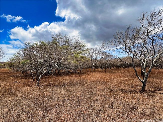 LOT-38 - 000 Kalua Koi Rd, Home with 0 bedrooms, 0 bathrooms and null parking in Maunaloa HI | Image 5