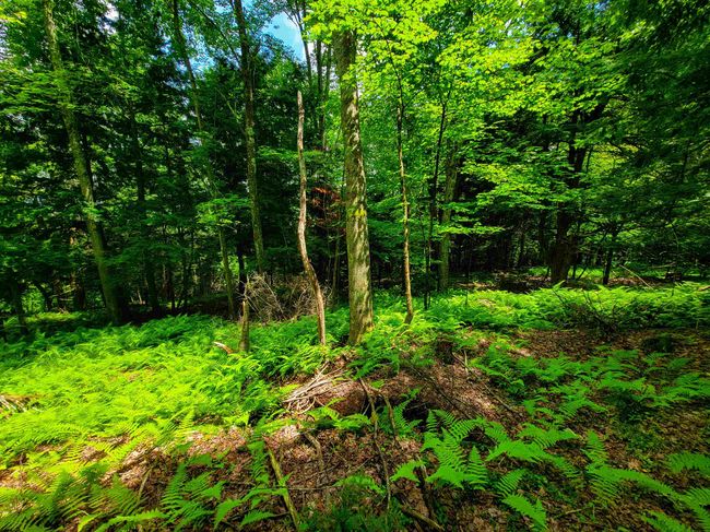 1730 Sinclair Rd, Home with 0 bedrooms, 0 bathrooms and null parking in Johnson VT | Image 15