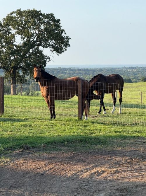 4067 County Road 414, Saint Jo, TX, 76265-2502 | Card Image