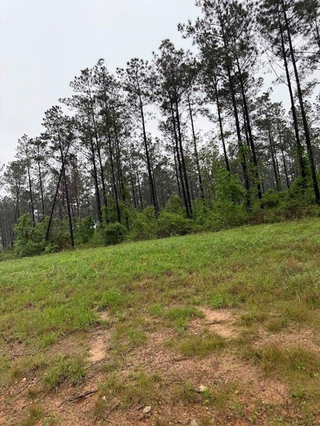 0 Richardson Rd E, Home with 0 bedrooms, 0 bathrooms and null parking in Livingston TX | Image 9