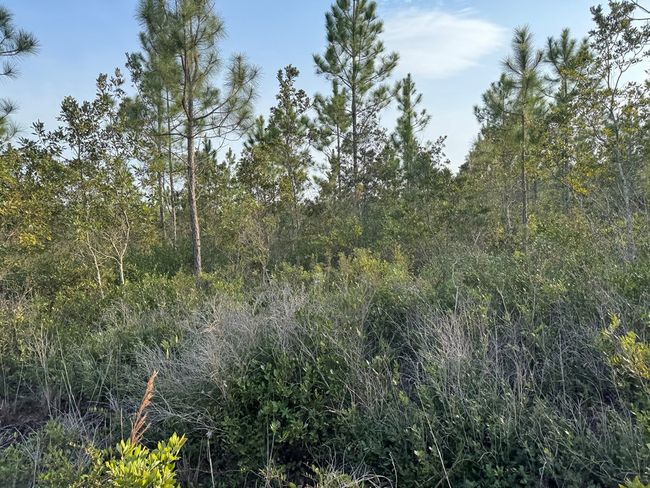 1139 Henry Walcott Rd Nw, Home with 0 bedrooms, 0 bathrooms and null parking in Ludowici GA | Image 4