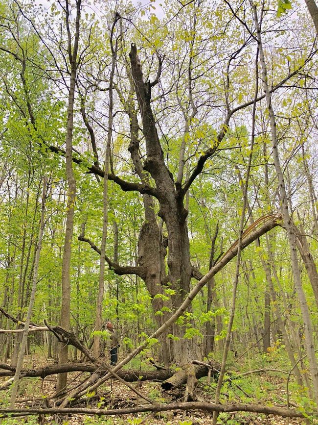 Beautiful hardwoods | Image 10