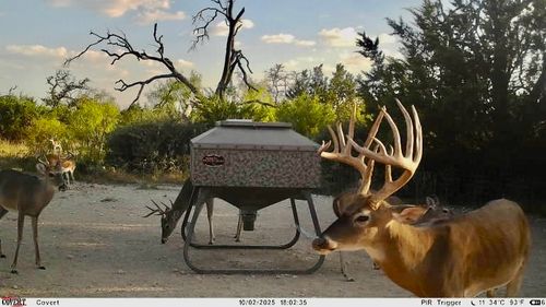 267 County Road 112, Goldthwaite, TX, 76844-3702 | Card Image