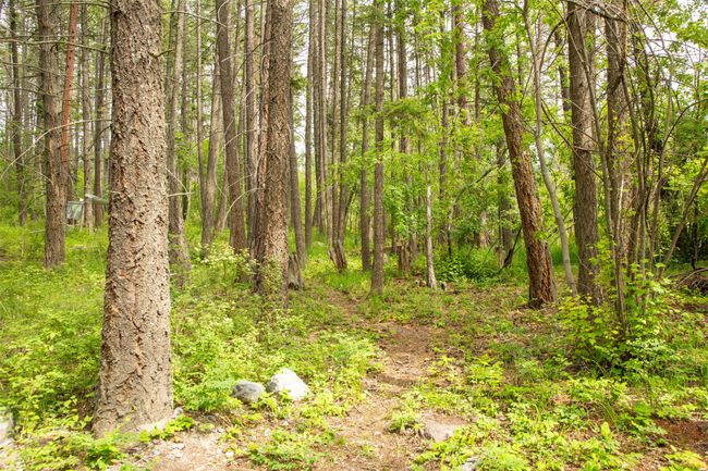 View of tree filled area | Image 5