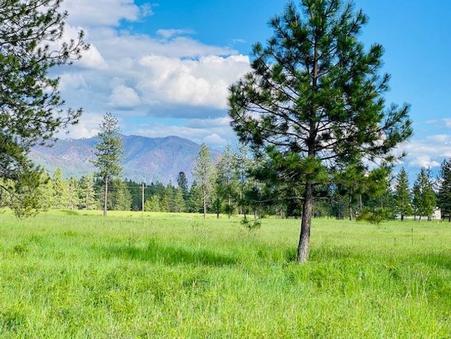Trees on property | Image 9