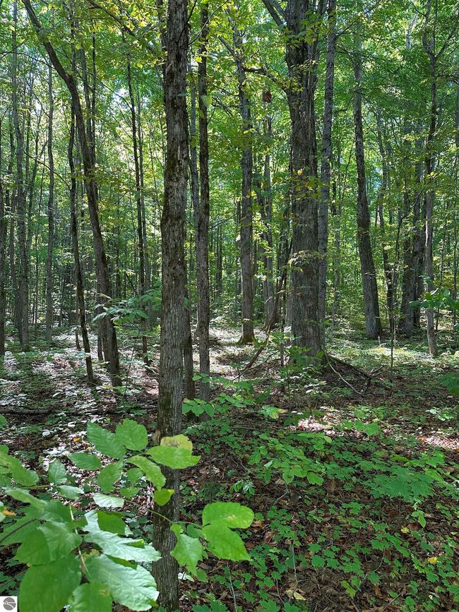 9591 Tower Rd Ne, House other with 1 bedrooms, 1 bathrooms and null parking in Kalkaska MI | Image 23