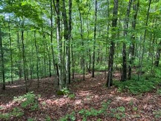 00 Woodsong Haven Ln, Home with 0 bedrooms, 0 bathrooms and null parking in Turtletown TN | Image 7